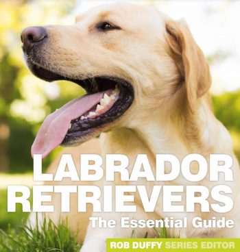 Labrador Retrievers The Essential Guide