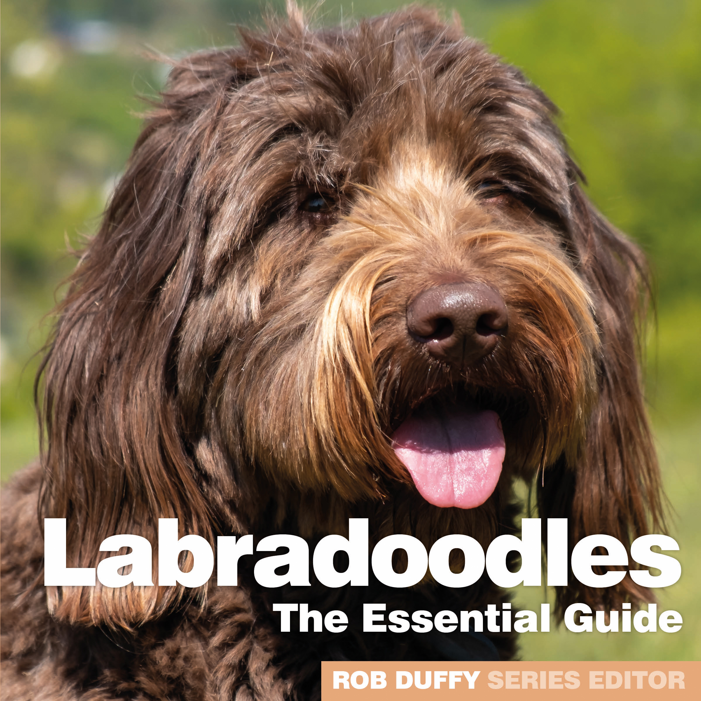 D14_Labradoodles - The Essential Guide