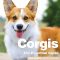 Corgis essential guide